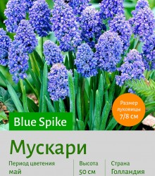  Мускари (Muscari) Blue Spike